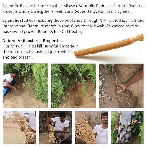 Pack of 12 Miswak Sticks Natural Toothbrush for Teeth Whitening, Oral Health & Fresh Breath, Siwak Stick Organic Wooden Vacuum Sealed Tooth Brush, Miswak Sticks for Teeth مسواك